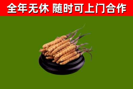 和县回收冬虫夏草