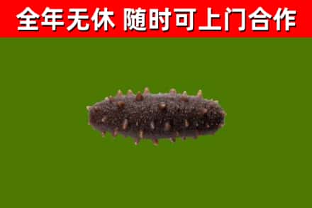 和县回收海参干